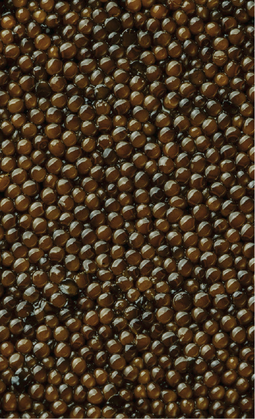 PHX01-キャビアの画像